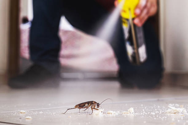 Best Flea Control Services  in Princess Anne, MD